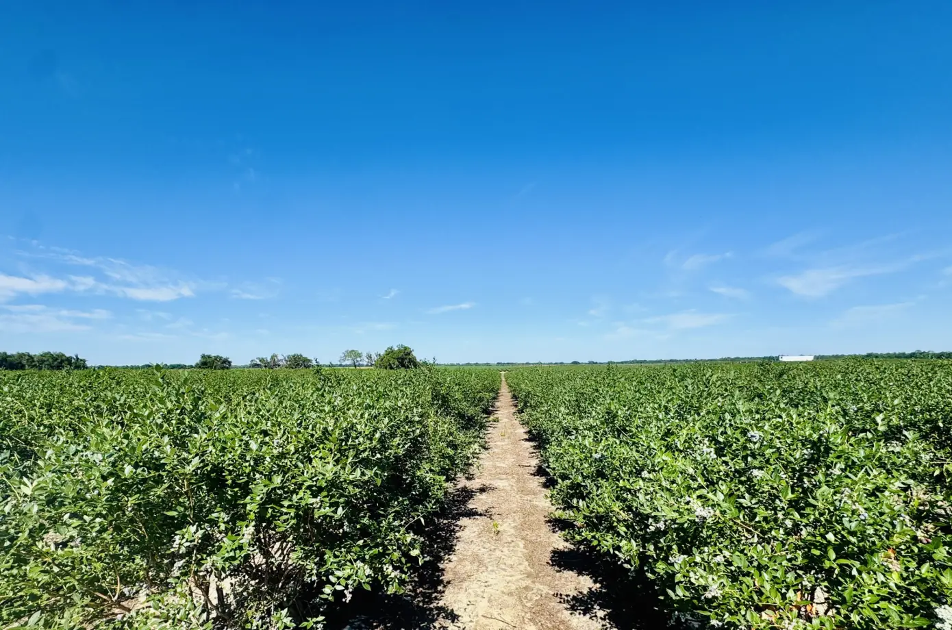 Pinebloom Farms