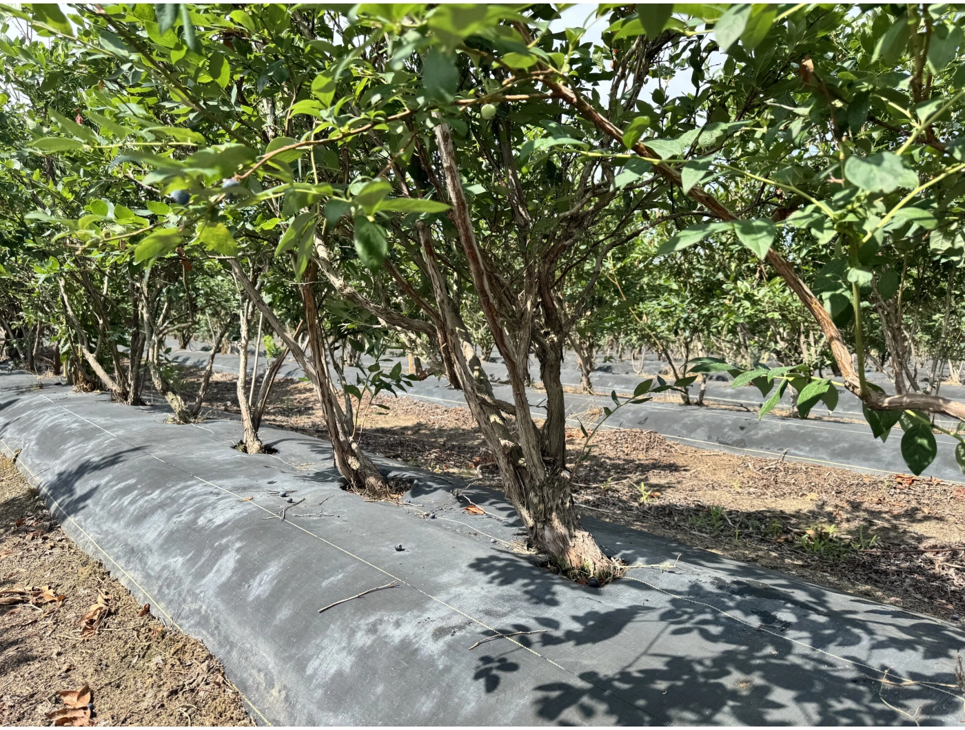 Bush Structure & Condition Bush Structure & Condition