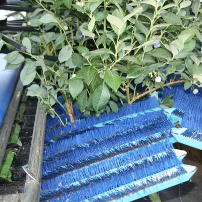 No-Gap<br>Harvest System
