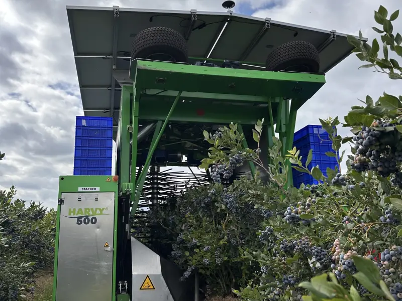 Fine Field Delivers Mechanical Blueberry Harvesting Capabilities
